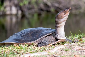 Florida Softshell Turtle (Apalone ferox) on the grass
