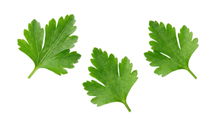 Three bright green parsley leaves arranged in a triangular pattern, isolated against a plain backdrop pure white background cutout