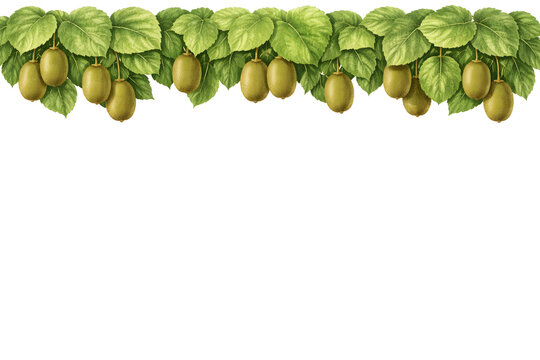 Kiwi Vine with Fruits &ndash; Botanical Watercolor Upper Border