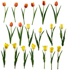 Collection of tulips in different colors arranged isolated on transparent background, PNG file