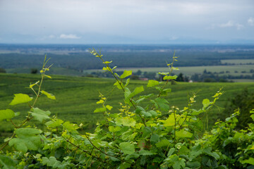 Young grapevines growing in an Alsace vineyard in Eguisheim, France