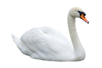 Fototapeta premium A serene white swan with an orange beak against a black background
