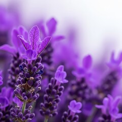 Obraz premium Close-up shot of vibrant purple lavender blooms, highlighting the texture and color of the fragrant herbal sprigs against a soft, bright background, flower, macro, calming
