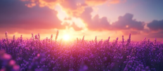Lavender Field Sunset