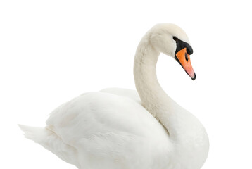 A majestic white swan with an orange beak against a black background