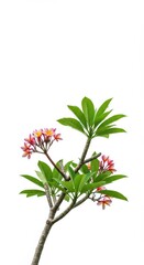 Vibrant tropical plumeria tree featuring lush green leaves and colorful flowers, beautifully isolated on a pure white background for clear presentation, design element, summer flower, frangipani