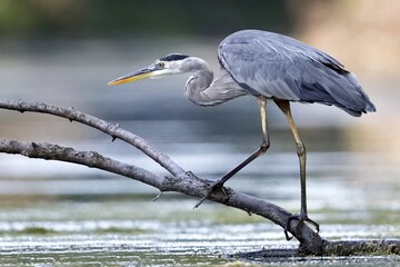 Great Blue Heron - (Ardea herodius)