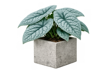 Alocasia silver dragon houseplant with textured silver-green leaves growing in a modernist concrete pot