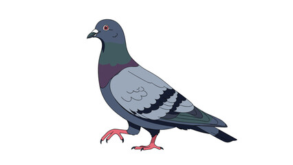 Obraz premium Profile view of a common gray pigeon with purple and green iridescent feathers walking on a plain white background.