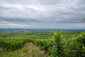 Vineyard landscape views of the Alsace countryside in France