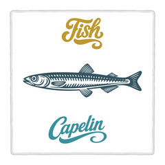 Hand drawn Capelin fish illustration in vintage engraving style with lettering. Perfect for seafood design, restaurant branding, menus, labels, posters, and packaging. Part of set.