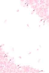 満開の桜のイラスト_縦4