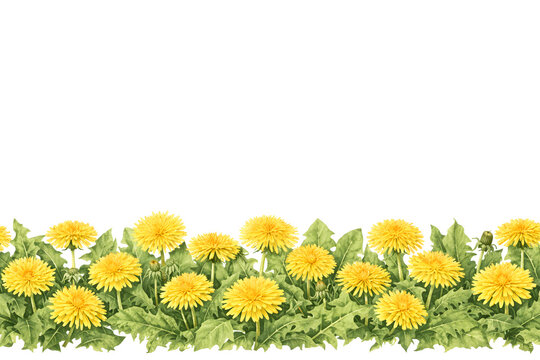 Blooming Dandelion Meadow &ndash; Botanical Watercolor Lower Border