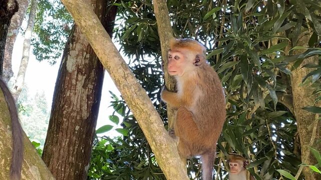 Wild macaque monkey jumping between trees in tropical forest.