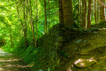 Sunlit mossy stone wall in a lush green forest