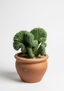Striking fasciated haworthia succulent displaying crested growth, planted in a clay pot, thriving outdoors in a sunny agricultural farm environment, nature, farming, unusual
