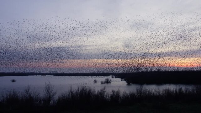 Stunning shape-shifting murmuration of starlings in Europe over water at sunset