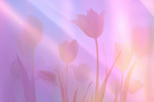 Abstract pastel background with tulip silhouettes and gentle light beams, soft gradient from lavender to pink, feminine International Women's Day theme
