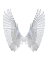 Fototapeta premium Pair of feathery white angel wings displayed against a white background in soft light