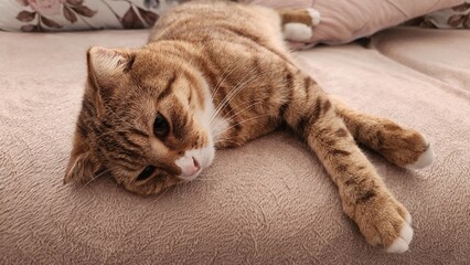 cat lying on a sofa