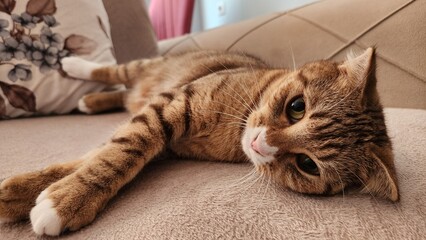 A tabby cat is lounging on a beige sofa. The cat's fur displays a mix of brown and black stripes, with prominent whiskers and bright eyes. It is comfortably stretched out, partially resting on a flora