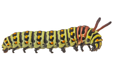 Colorful striped caterpillar with orange and black markings