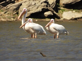 pelicans on the water