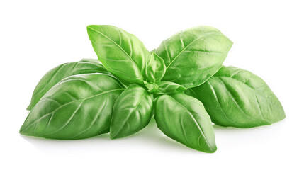 Fototapeta premium Basil leaves. Basil leaves isolated on white