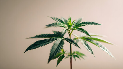 Obraz premium Marijuana plant in early growth stage with green cannabis leaves on a single stem, isolated on neutral background, representing indoor cultivation, medical use, herbal therapy and organic farming