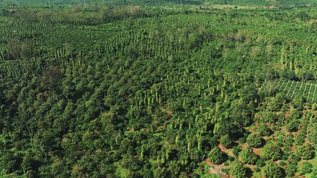 Aerial View of Vast Coffee Plantations in Krong Nang, Dak Lak, Vietnam
the structured rows of coffee trees and intercropped plants characteristic of the Central Highlands.