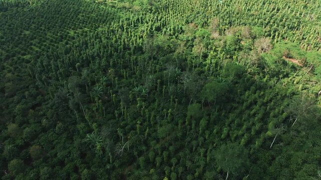 Aerial View of Vast Coffee Plantations in Krong Nang, Dak Lak, Vietnam
the structured rows of coffee trees and intercropped plants characteristic of the Central Highlands.
