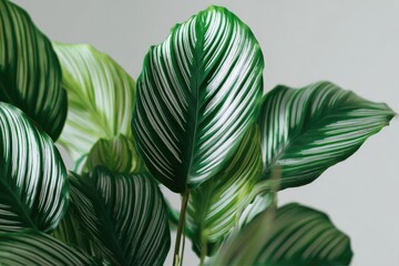 Close-up of a vibrant Calathea plant, showcasing intricate, striped foliage against neutral background