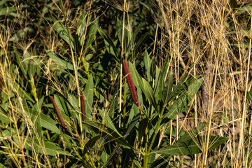Nerium oleander seed pods and green leaves among dry wild grasses. Natural autumn vegetation in a Mediterranean coastal area under bright sunlight. October, Antalya region, Southern Turkey.