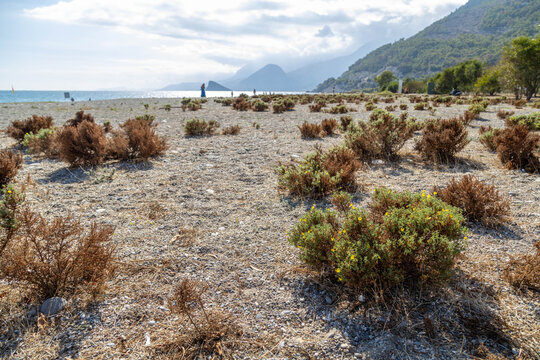 Low angle view of Xanthium shrubs on the Sarisu beach with Taurus mountains in the background. Dry autumn landscape on the Mediterranean shore under a cloudy sky. October, Antalya region, Turkey.
