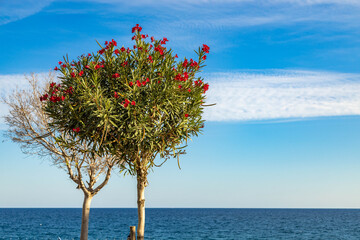 Bright red flowers of a blooming oleander shrub on the Mediterranean coast. Scenic view of an ornamental tree against a deep blue sea and rippled sky. October, Antalya region, Southern Turkey.