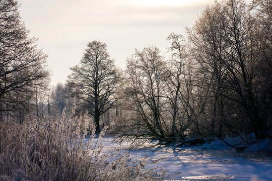 CARNIKAVA, LATVIA. 21st January 2026. Frost covered trees near frozen Vecgauja river in Carnikava, Latvia Beautiful frost seen around area in the morning.