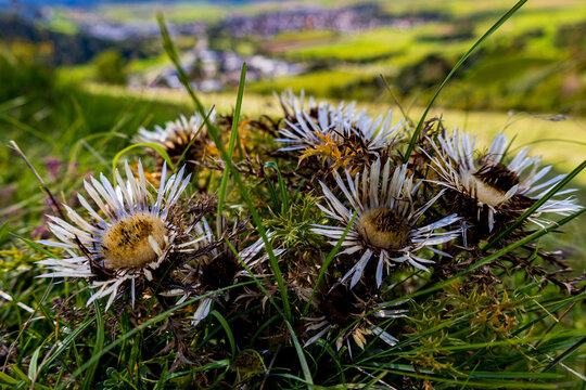 Silberdistel am Hohentwiel