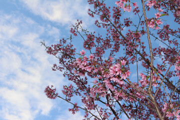 Tree branches with tiny pink leaves against the sky. small pink leaves on branches under the sky....
