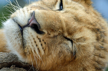 Fototapeta premium Close-up of lion cub sleeping on a rock in Africa.
