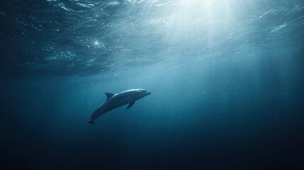 Fototapeta premium Lone Porpoise Swimming in the Vast Open Ocean Environment