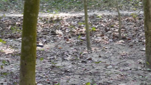 Greater Coucal or Crow Pheasant Walking Forest Floor