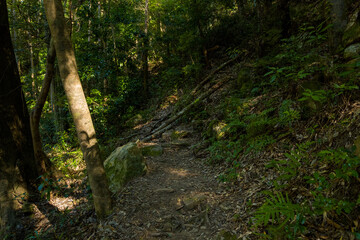 Dappled sunlight falls across a narrow dirt path winding through dense green woodland, with mossy rocks and ferns lining the forest floor. The tranquil scene features rich textures and deep shadows