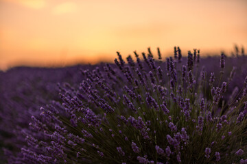 Obraz premium Lavender field sunset, vibrant purple flowers blooming in a serene natural landscape under a warm golden sky, tranquil beauty