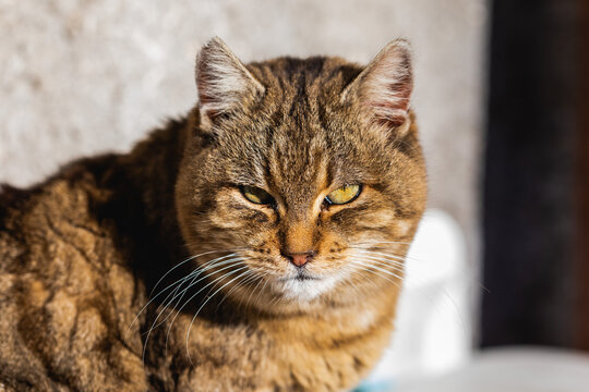 ritratto dettagliato del volto di un gatto striato e dal pelo grigio in primo piano mentre guarda in modo intenso e serio verso la fotocamera