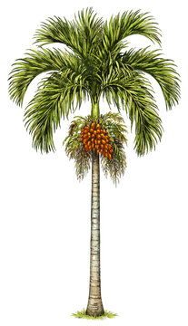 Areca catechu illustration art