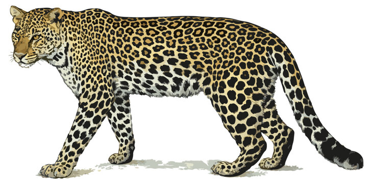 Panthera pardus melas illustration art