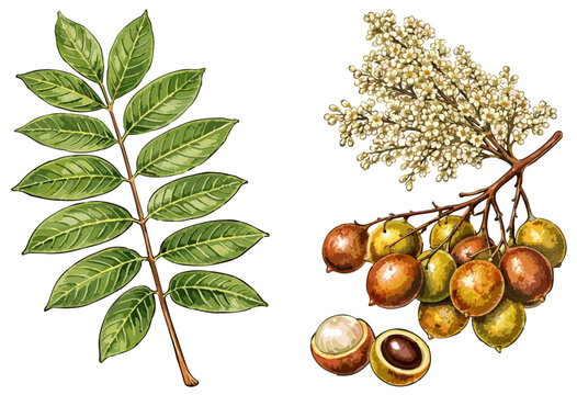 Pometia pinnata illustration art