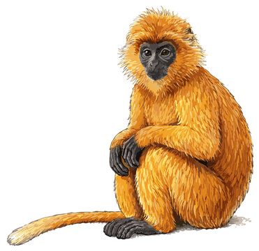 Trachypithecus auratus illustration art
