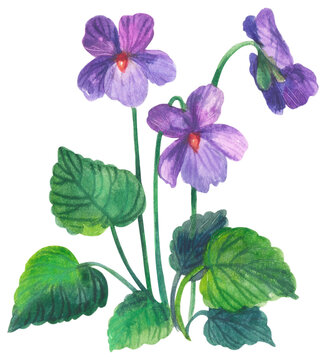 Sweet Violet wildflower. Watercolor hand drawing painted illustration