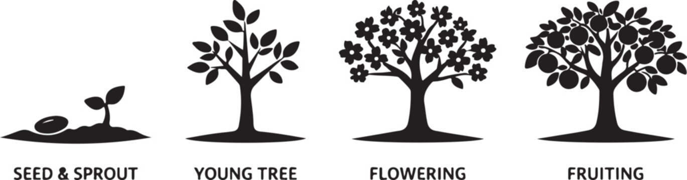 Black Silhouette Vector Illustration of the Tree Life Cycle Progression: Seed to Fruiting Stages &ndash; Concept for Biological Development, Business Growth, and Gardening Infographics.